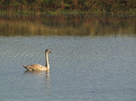 SX09813 Young Mute Swan (Cygnus olor) in Ogmore River.jpg